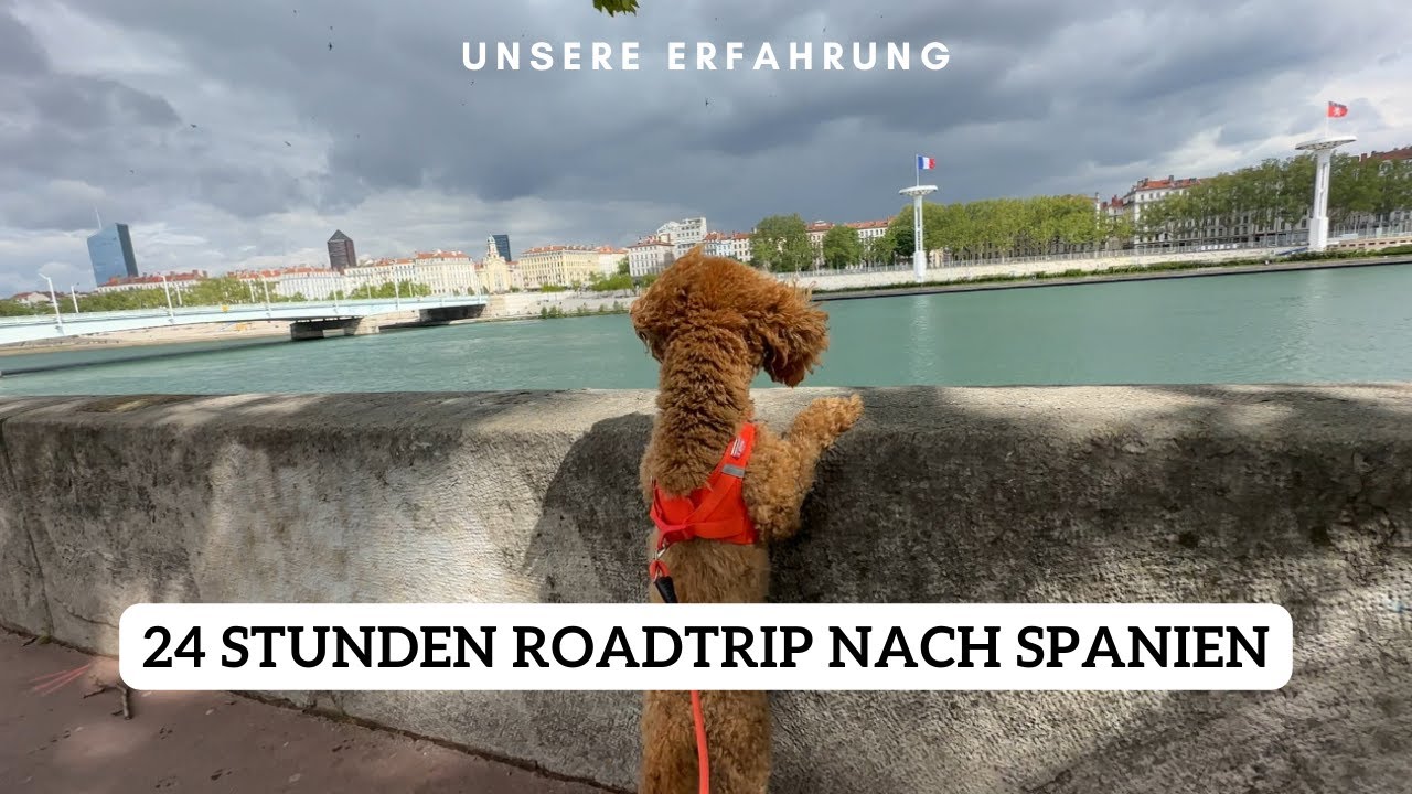 Roadtrip nach Spanien mit Hund | Pudel Lotti