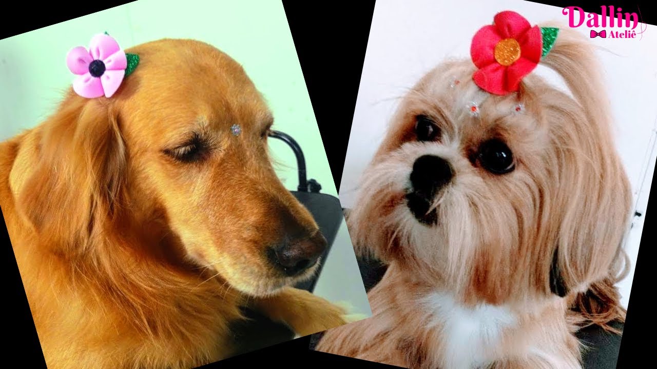 Laço Pet 🐾| Flor de EVA | Encantadora e Diferente | Laço Luxo