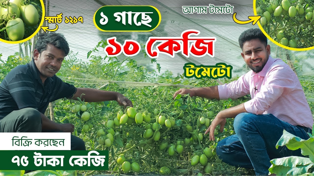 আগাম টমেটো চাষ করে  মাত্র ১০ শতক জমি থেকে ১,৫০,০০০ টাকা বিক্রি স্মার্ট উদ্যোক্তা জহুরুল সাহেবের🍅