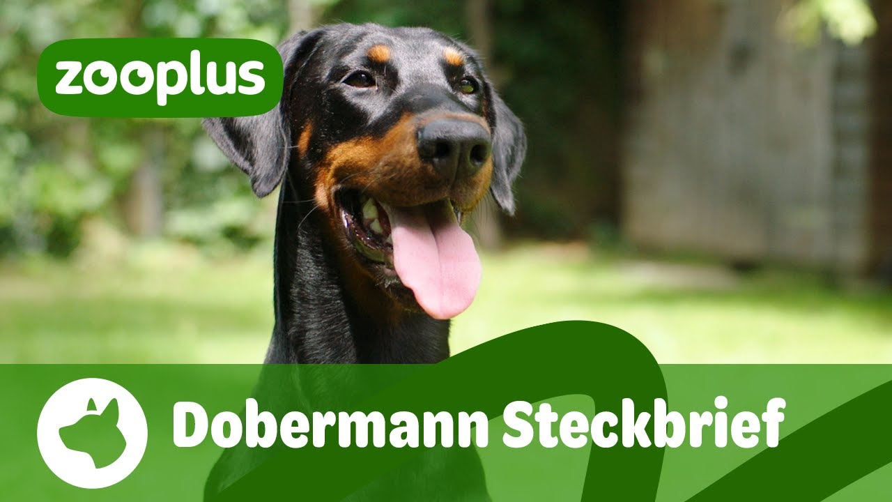 Dobermann Steckbrief: Charakter, Farben & Haltung