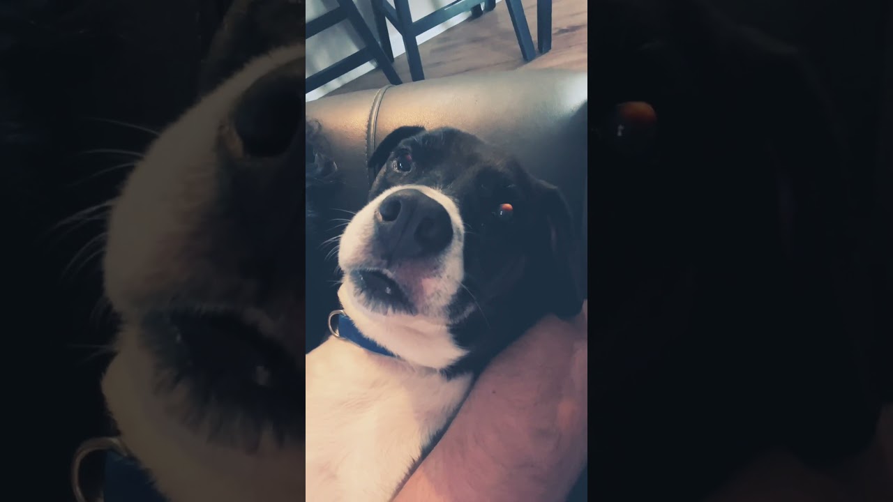 Does your dog do this? #funny #dogs #pets #doglover #dogshorts #fyp #fypシ #funnyvideo #puppylove