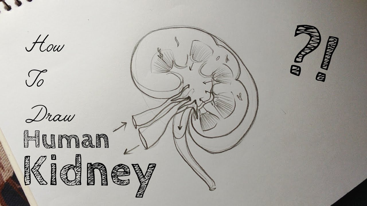 How to draw KIDNEY  #sketch #tutorial #biology 