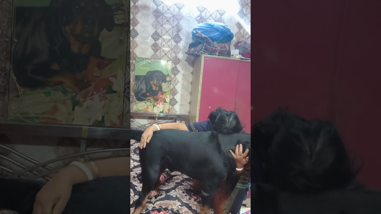 mere laki Ko sab samajh aata Hai #rottweiler #funnyvideos #viral #pleasesubscribe # ❤️🧿🙏