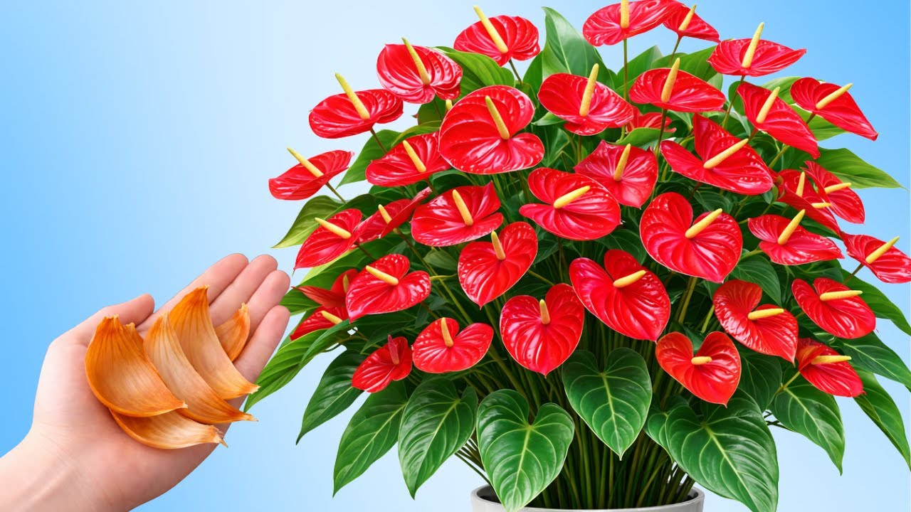 Don’t Throw This Away! Anthuriums Will Bloom All Year Long