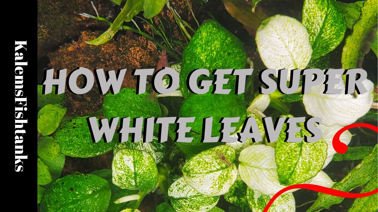 Planted Tank Science EP1: How to get SUPER WHITE Leaves