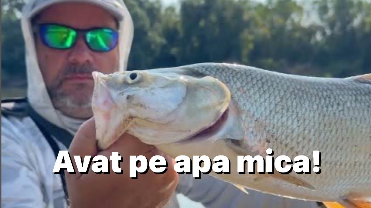 Pescuit Avat pe apa mica. Dunarea foarte scazuta!