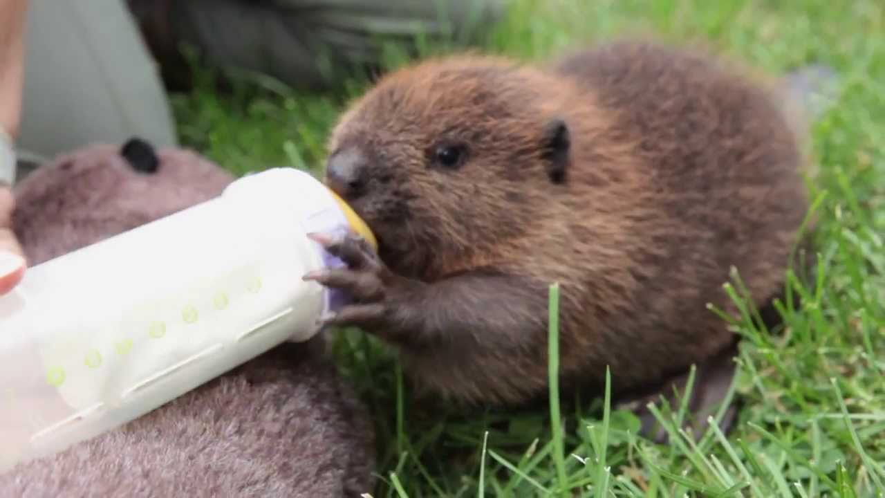 Orphaned Baby Beaver drinks bottle of Beaver forumla at PWRC