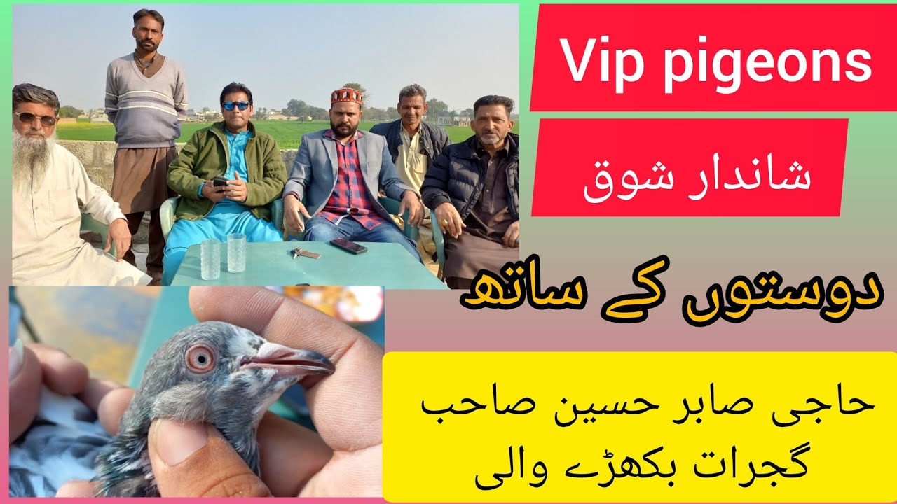 VIP PIGEONS IN GUJRAAT 6TH FEBRUARY 2025