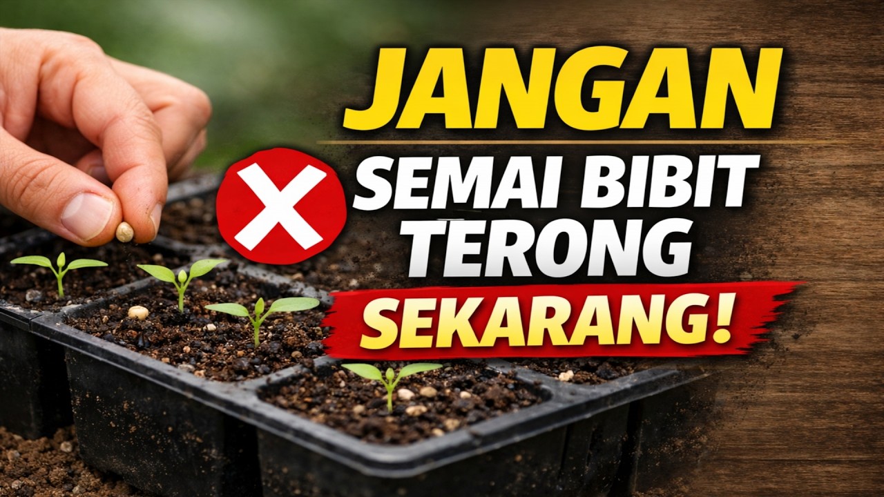 KESALAHAN FATAL 99% Pekebun! Kapan SEBENARNYA waktu yang paling tepat untuk mulai menyemai bibit te