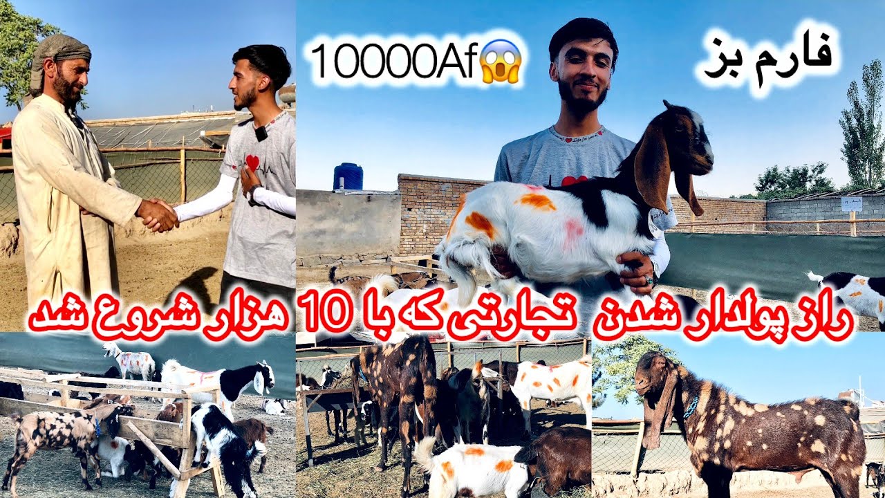 راز پولدار شدن$ تجارتی که با 10 هزار افغانی شروع شد😱   afghani  best of Village 
