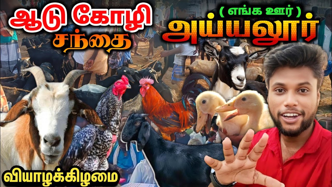 💥Famous Goat Market | அய்யலூர் ஆடு கோழி சந்தை🐐| Wholesale Goat Market | VENKATE VIEW