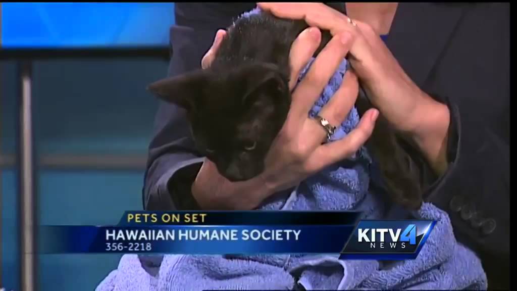 Pets On Set: Kittens looking for a happy home