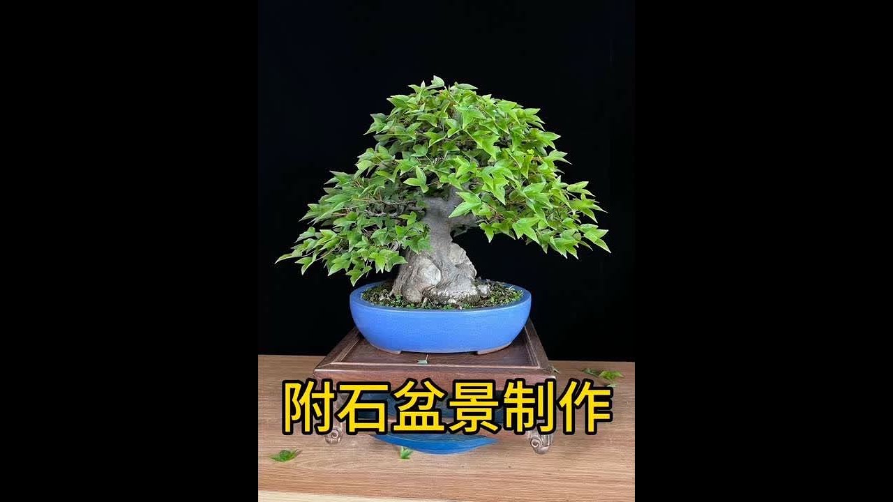 附石盆景如何制作？什么样子的盆景才是一颗好盆景？#盆景 #盆景制作 #附石盆景