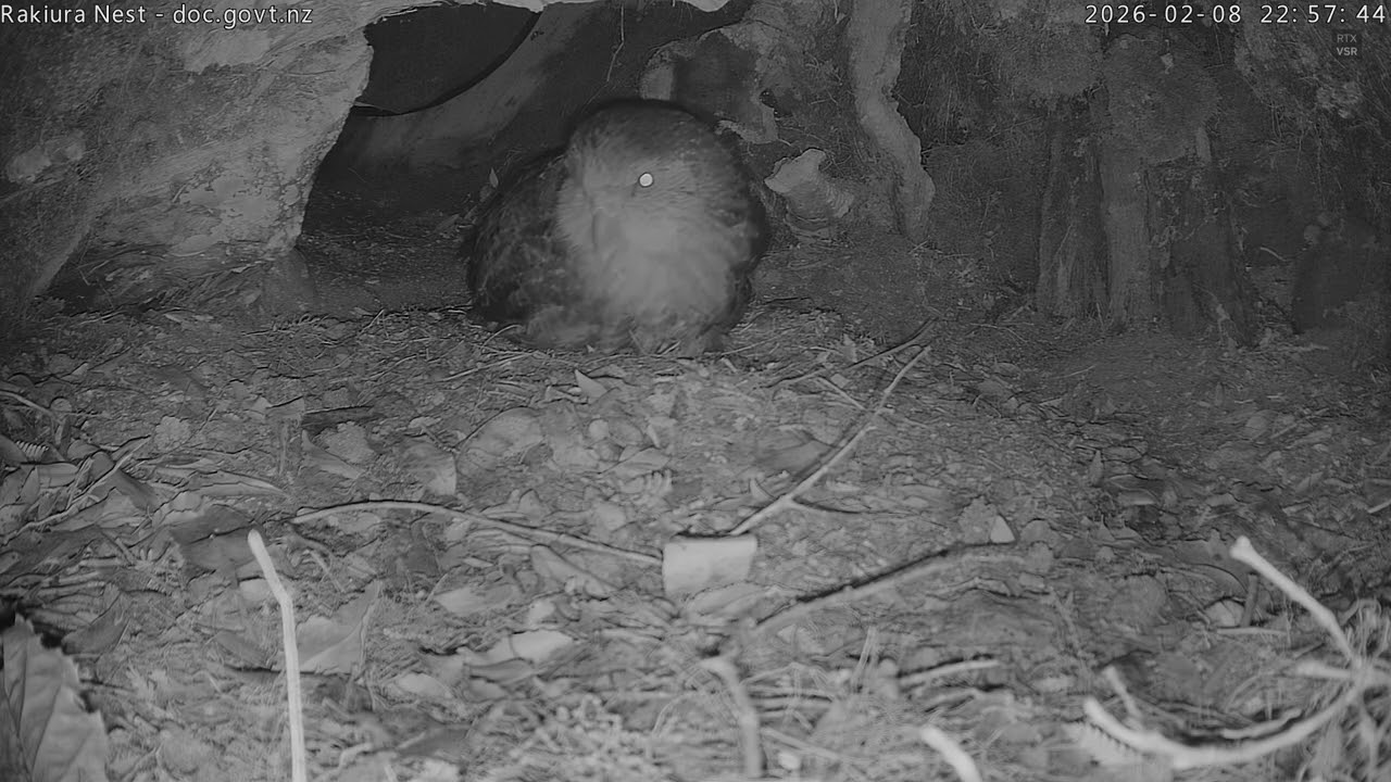 Rakiura defends her nest (2026-02-08 22:57)