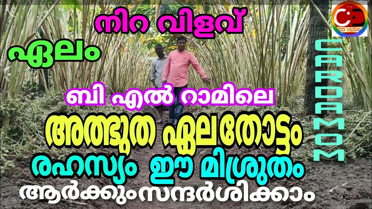 ഏലം / നിറവിളവ് / ബി എൽ റാമിലെ  അത്ഭുത ഏലതോട്ടം / രഹസ്യം ഈ ഓർഗാനിക് മിശ്രുതം / #cdvlog #cardamom