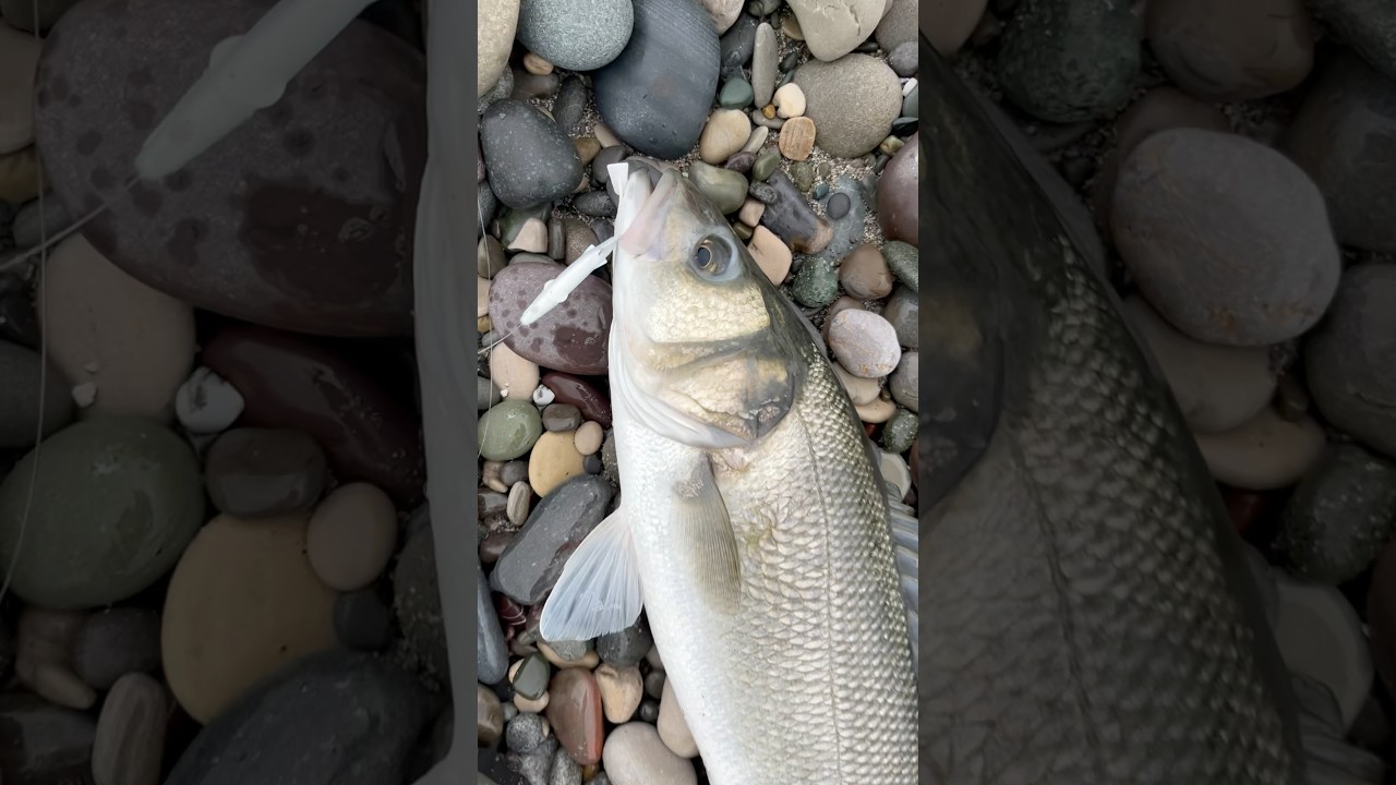 Ragot Raglou Levrek Avı #raglou #seabass #fishing #balık