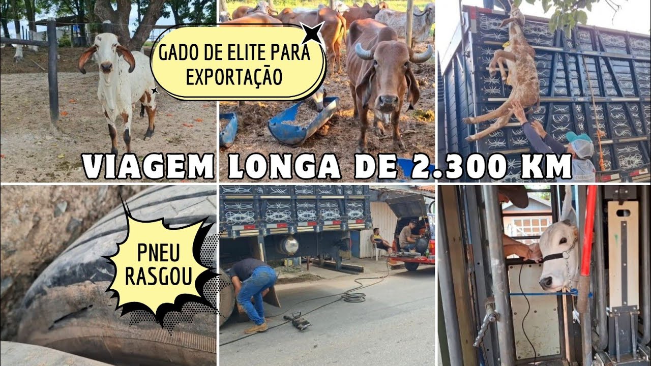 ESSE FRETE FOI PESADO!💪🏻!💪🏻!💪🏻!