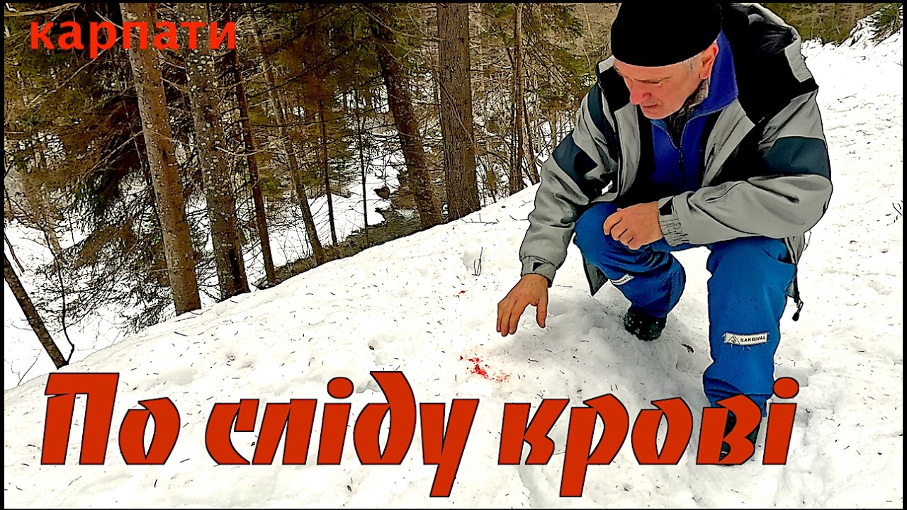 Карпати. Ведмідь прокинувся. Кров на стежці, куди ведуть сліди...