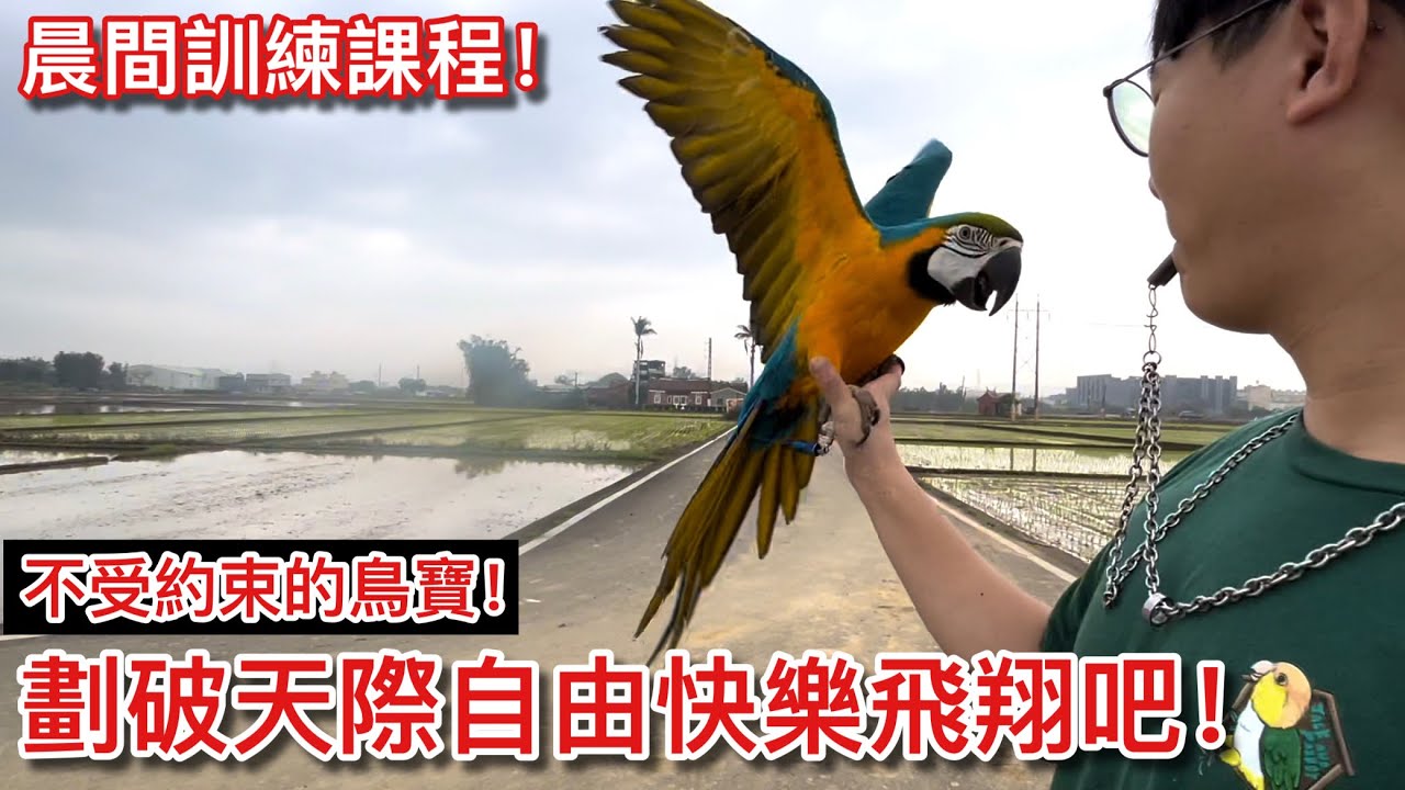 自由飛翔！晨間金剛鸚鵡的「放飛」訓練課程！原來養鸚鵡可以訓練鳥寶在天空「自由飛翔」？【鸚鵡小木屋】