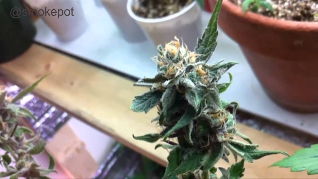 Indoor Grow Room 2013 Juicing Dieseltonic, CBD Rich Cannabis