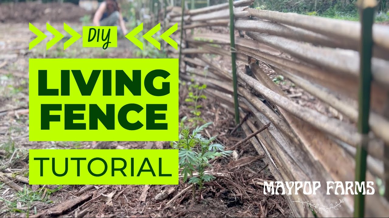 How to Make a Beautiful Living Fence with Palm Fronds and Chaya Plants | DIY Gardening Guide