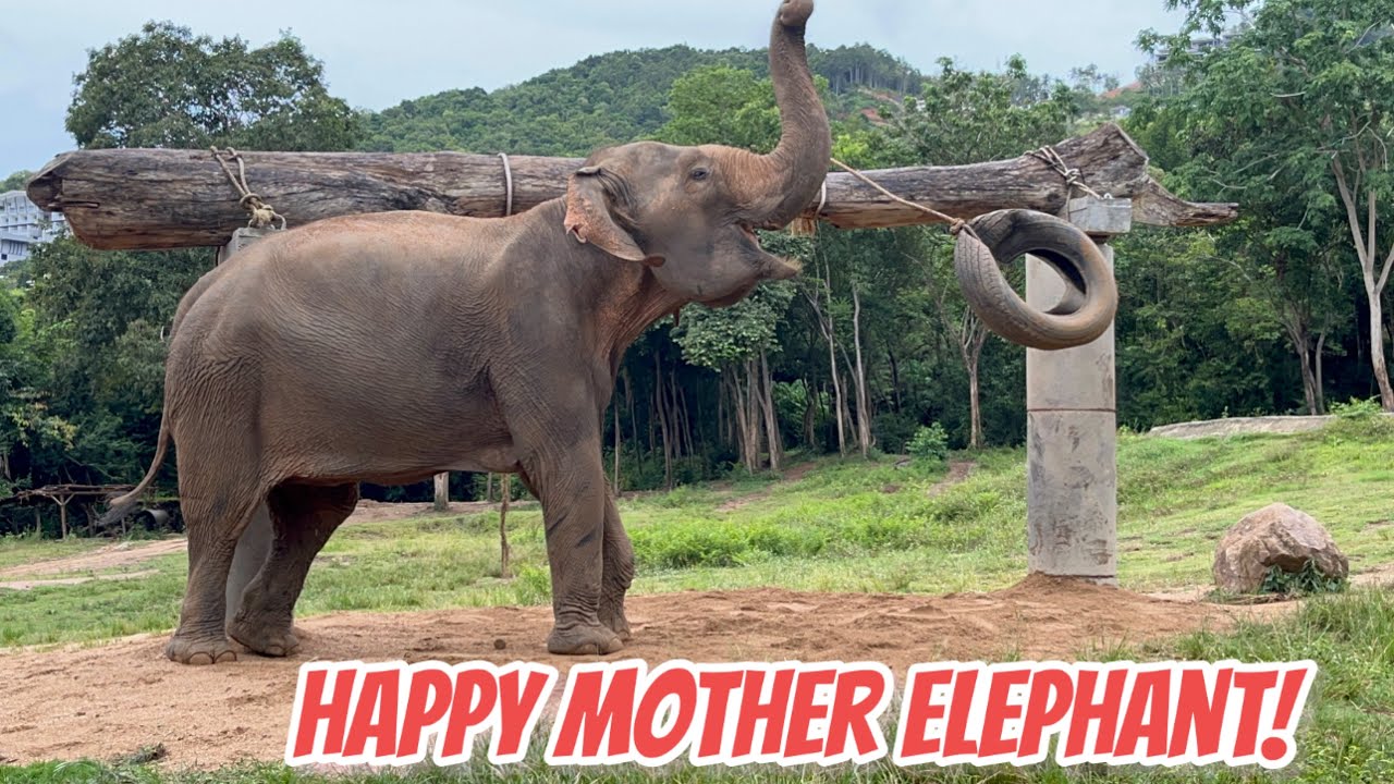 The Mother Elephant Somboon Is Having A Great Time Playing The Tyre!