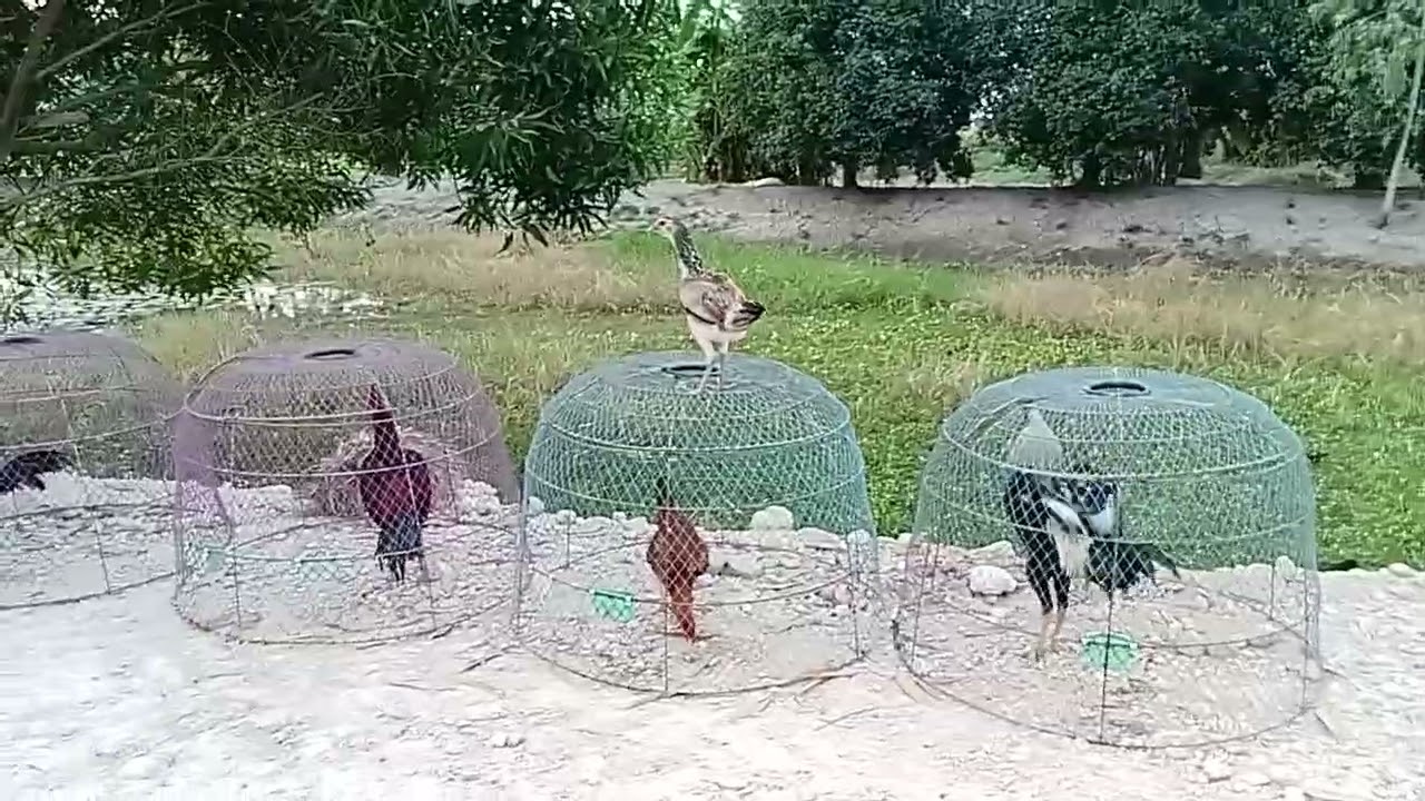 พาไปมึงไก่หนุ่มงามๆหลายตัว