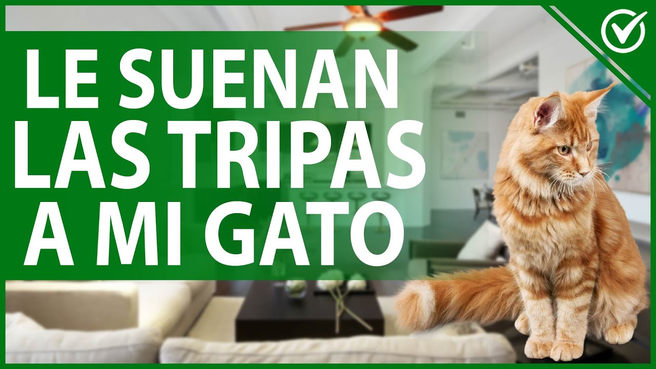 🐈 &iquest;Por qu&eacute; a mi GATO le SUENA la BARRIGA y qu&eacute; debo hacer? 🔊🐈