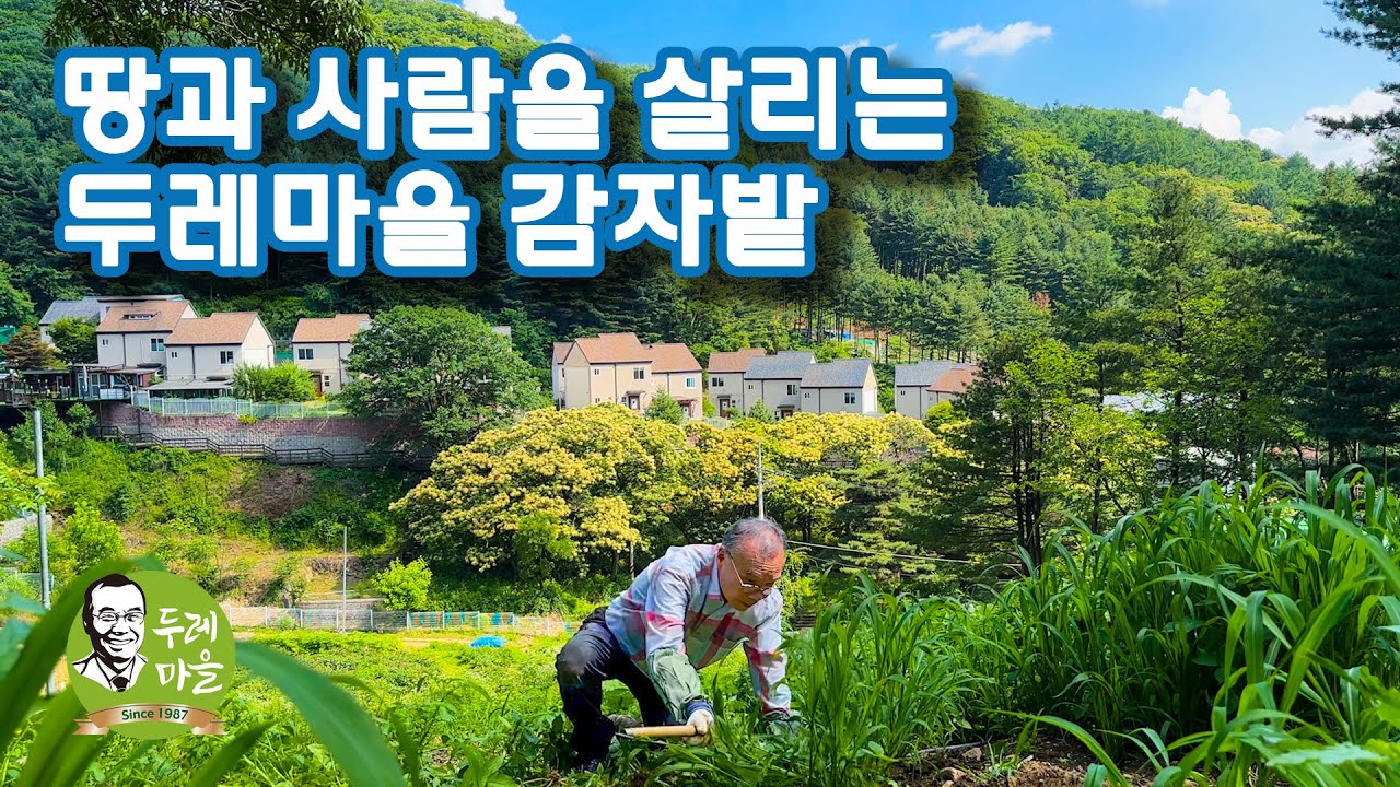 땅과 사람을 살리는 두레마을 자연농업 감자밭
