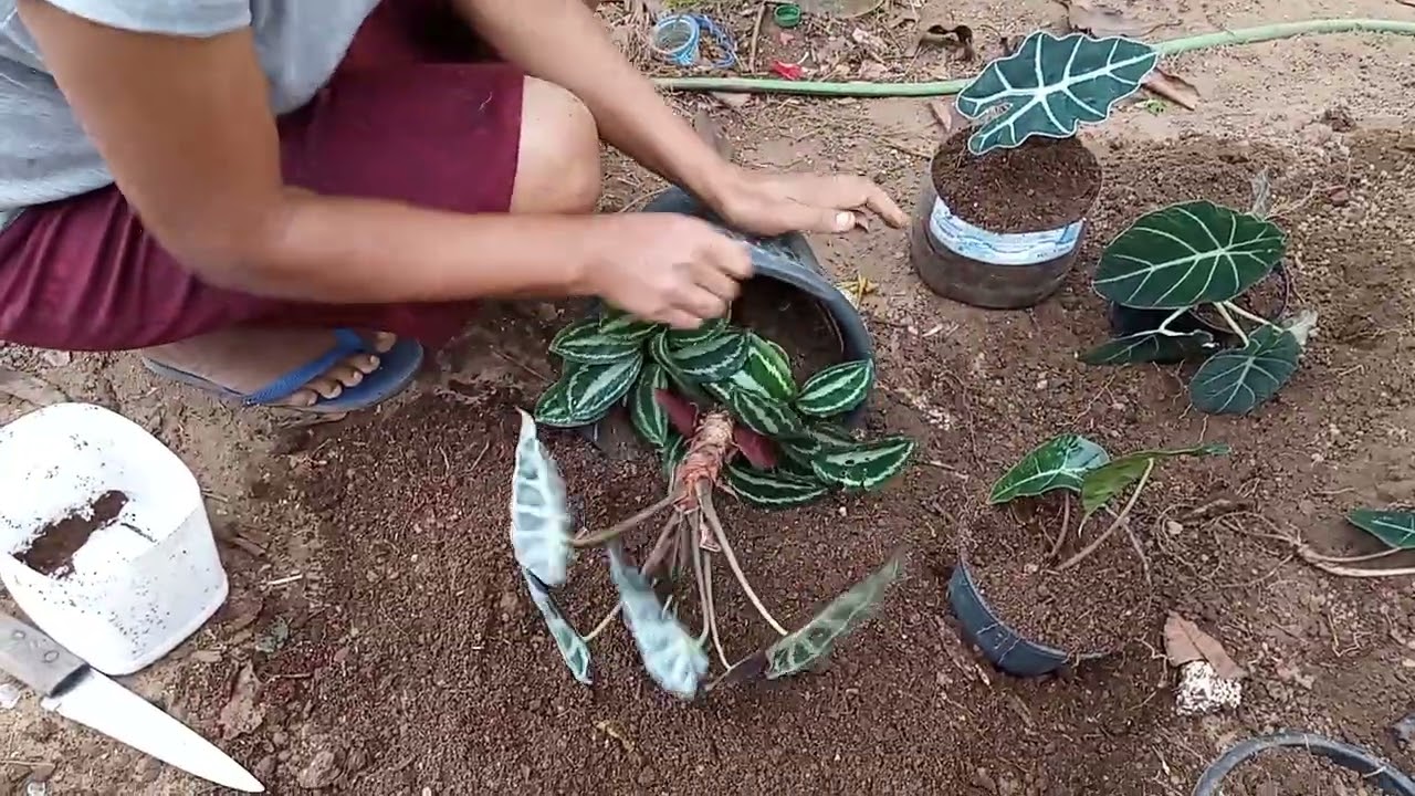 Alocásias /substrato e replante 