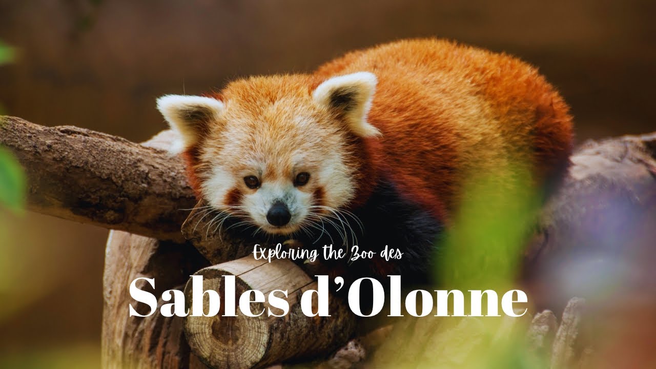 ZOO des Sables d'Olonne, France 🇫🇷 #discoverfrance #travel #zootopia 