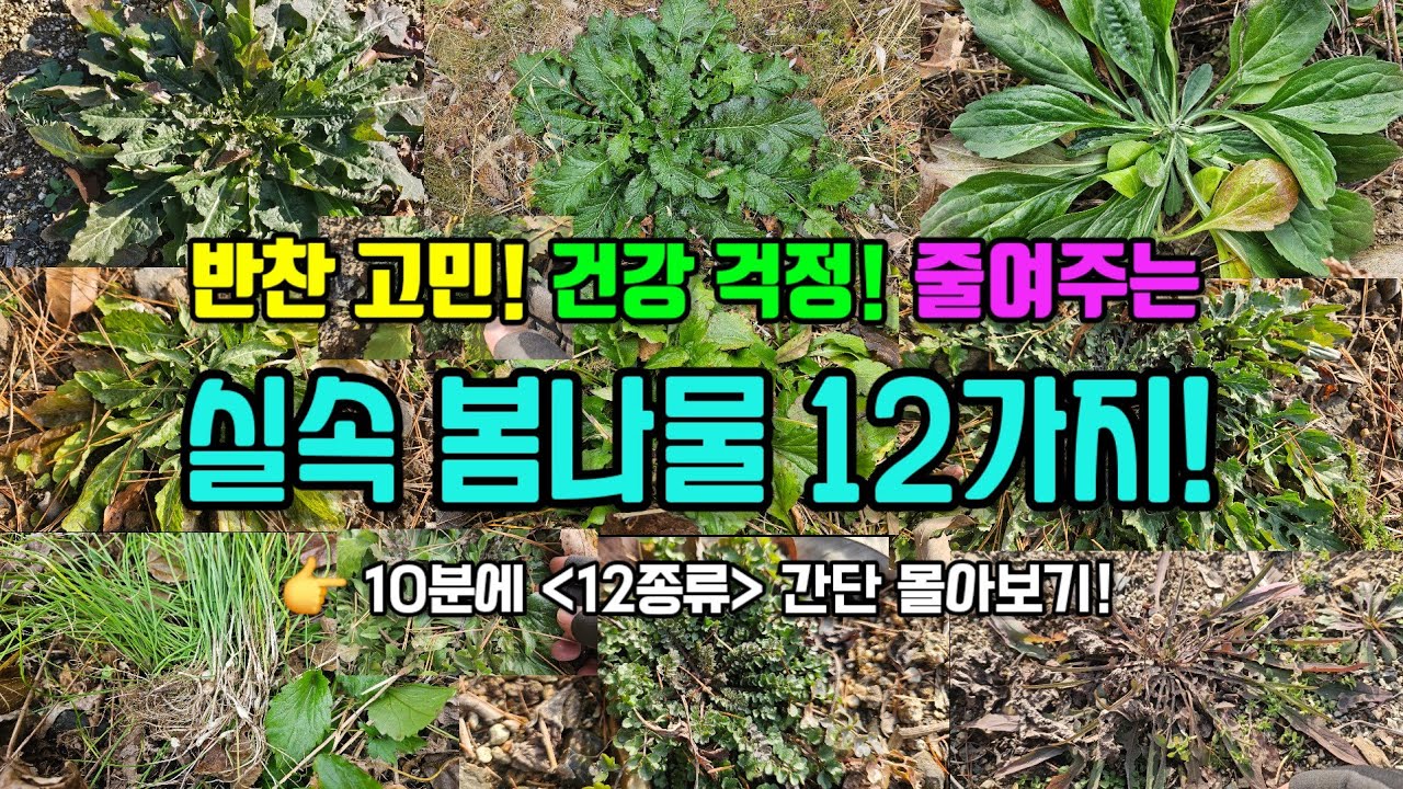 반찬 고민! 건강 걱정! 덜어주는 실속 봄나물 12가지!