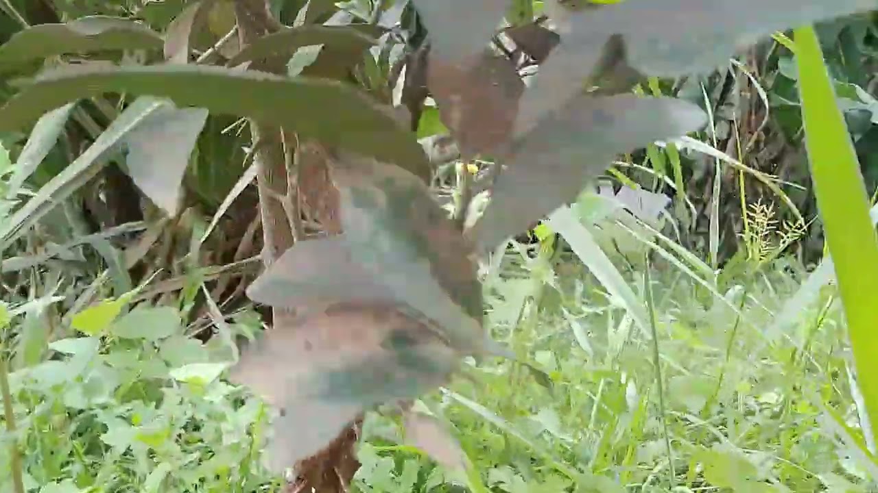 AS FORMIGAS DERAM PAZ PRO PÉ DE LIMÃO 😃 LARANJEIRA🍊 PRECISANDO DE PODA ✂️✂️