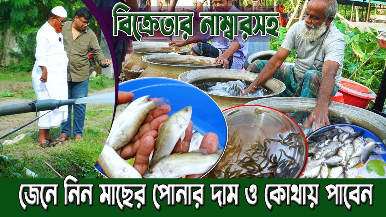 দেশের সর্ববৃহৎ পোনা মাছের হাট। জেনে নিন মাছের পোনার দাম ও কোথায় পাবেন। বিক্রেতার নাম্বারসহ