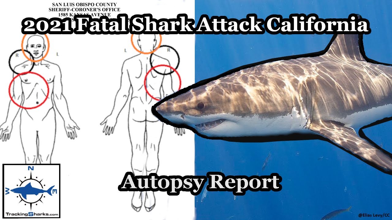 California Fatal Great White Shark Attack Report