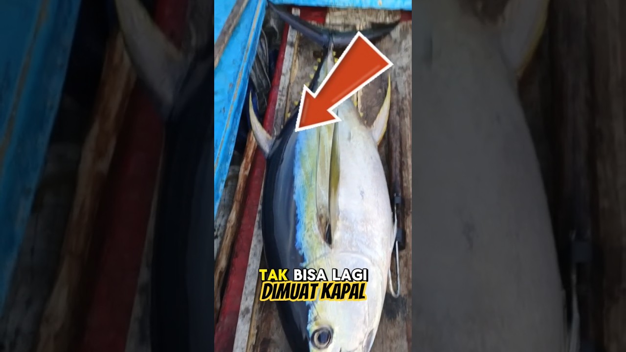 hasil pancing tuna sirip kuning di bajoe #tuna_fish_cutting