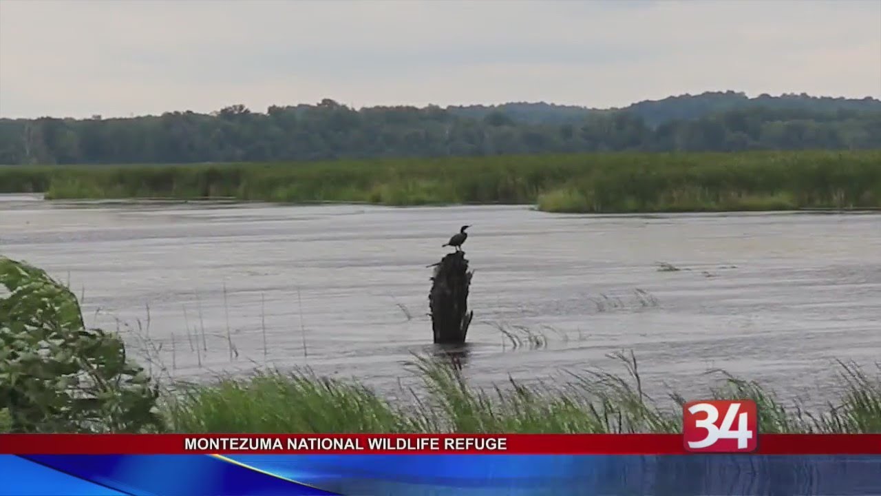 Destination NY Montezuma National Wildlife Rescue