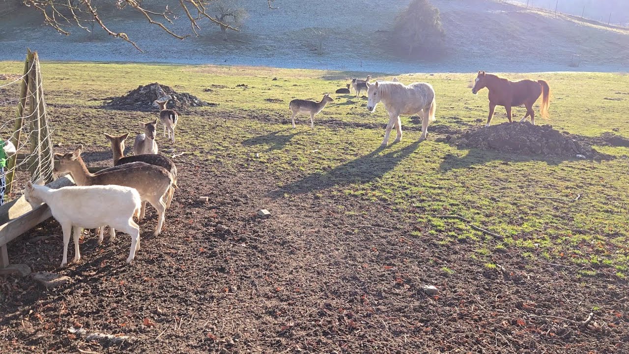 Der Forellenhof im Handthal bei Oberschwarzach