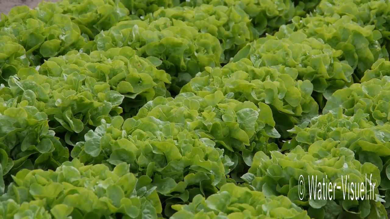 Pr&eacute;sentation de salades laitues et chicor&eacute;es de plein champ