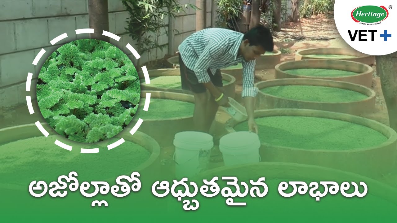 Azolla - Excellent Cattle Fodder | అజోల్లా ఉపయోగాలు | Heritage VET+ (Telugu - తెలుగు)