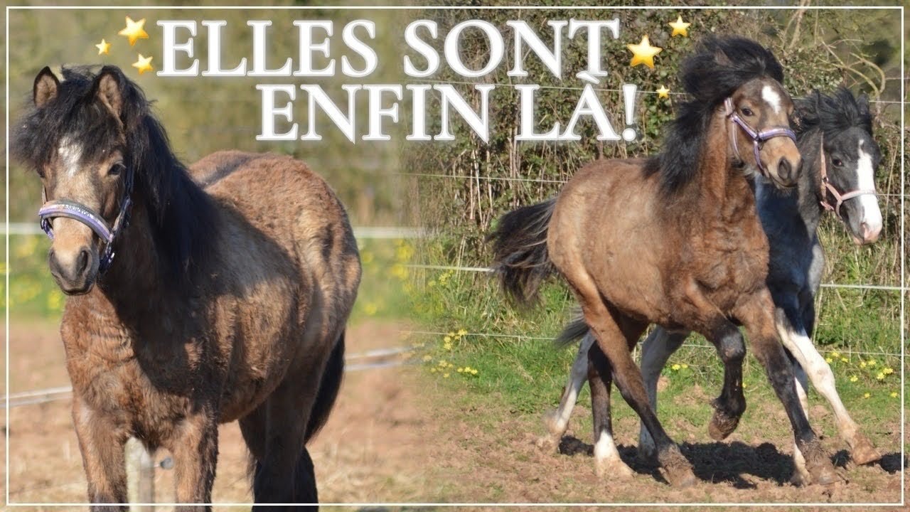 NOS POULICHES ARRIVENT À LA MAISON! 🥹🏡