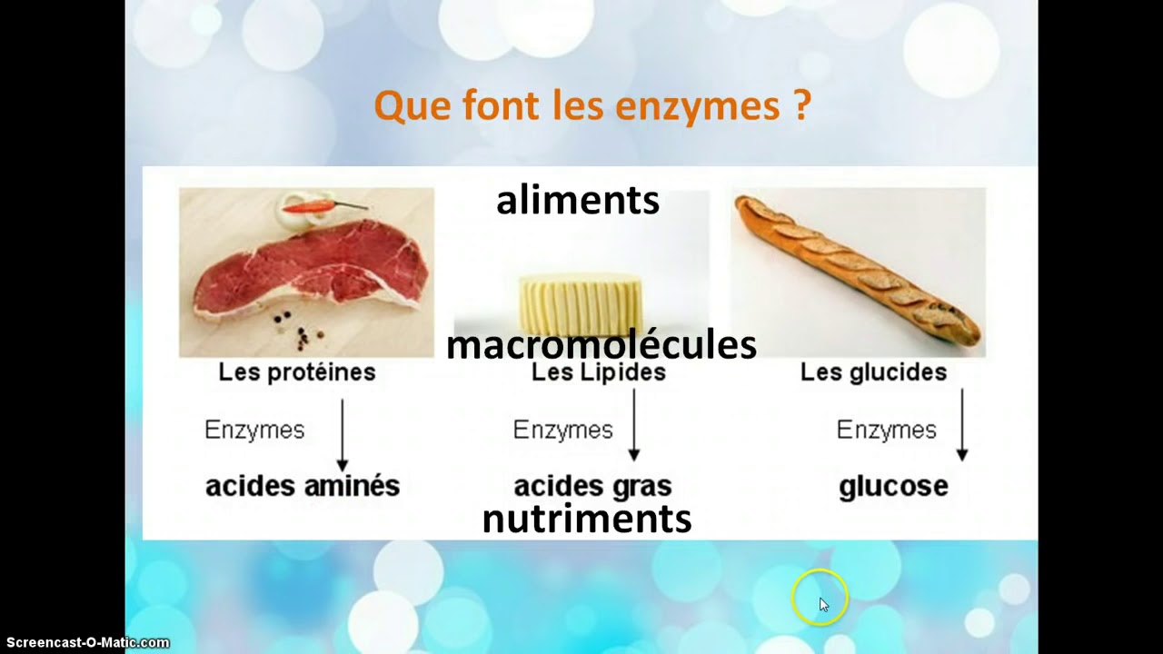 La transformation des aliments en nutriments