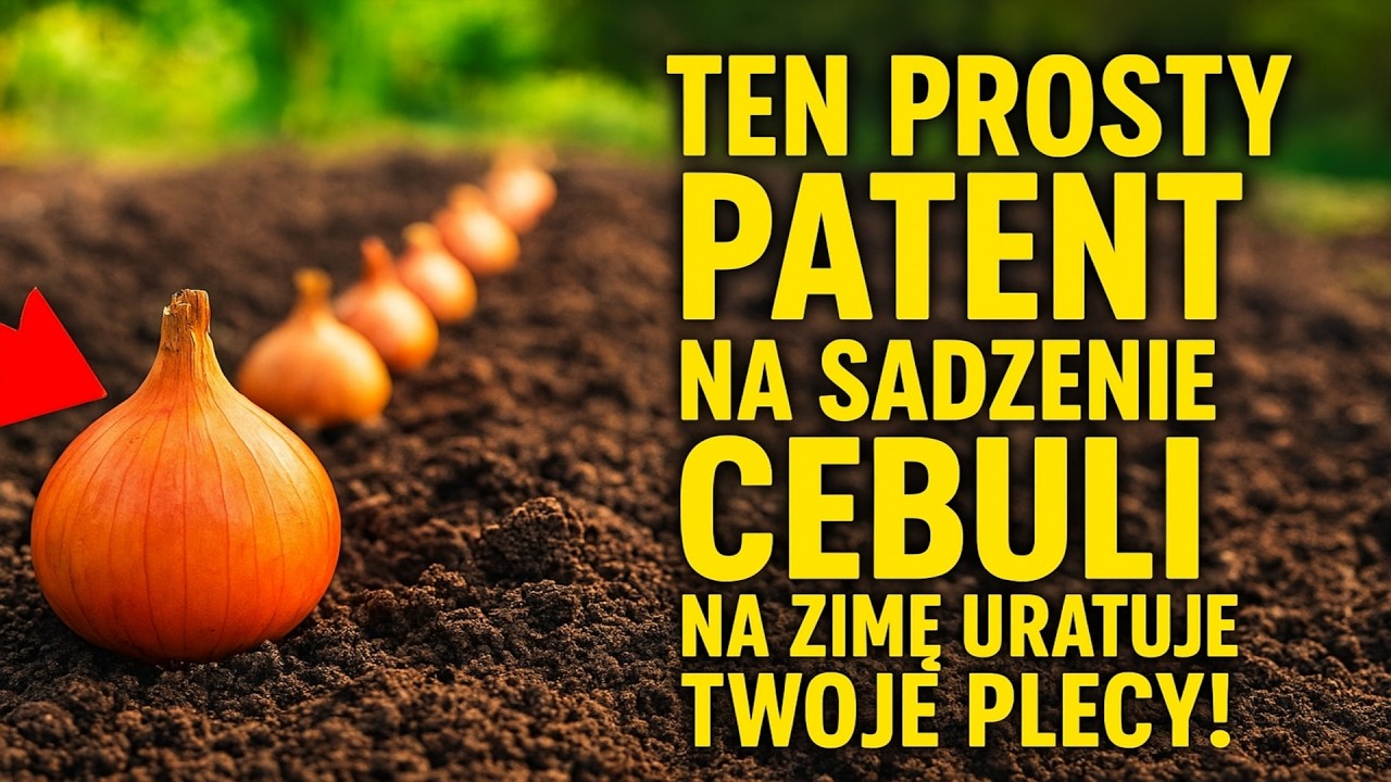 Ten prosty patent na sadzenie cebuli na zimę uratuje Twoje plecy! 🌱 Bez schylania i klękania.