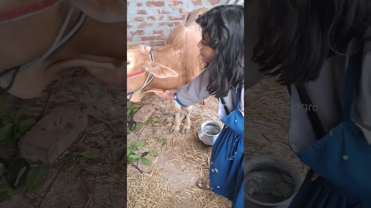 🐂😍Little Girl love cpw🥰🐂#gazi #agro #reels #shorts #video #2k23 #cow #love