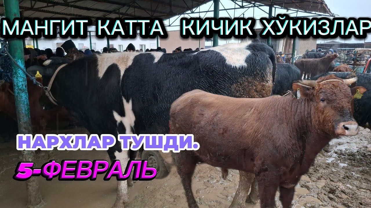 5-ФЕВРАЛ МАНГИТ 🦬🦬🦬 ХЎКИЗЛАР НАРХЛАРИ ТУШДИМИ 🤔 ЕРТАЛАПКИ САВДОЛАР. 