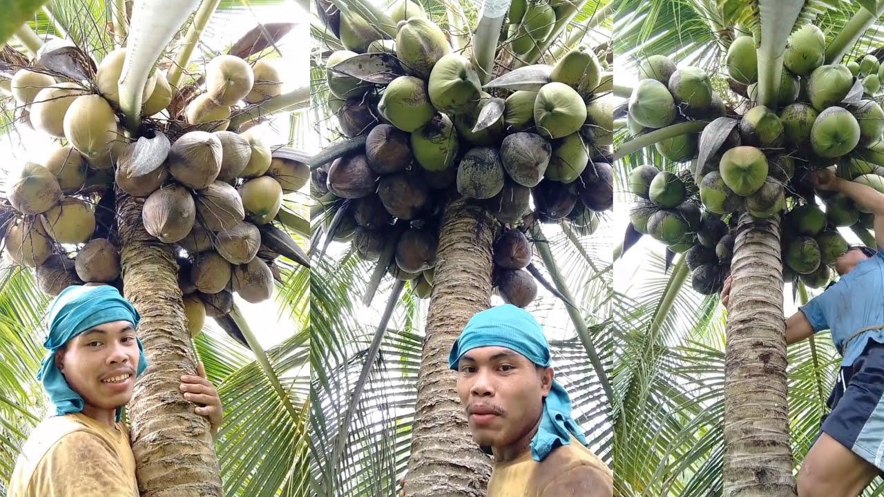 Gahi kaayo Ning lubiha dol🌴🥥