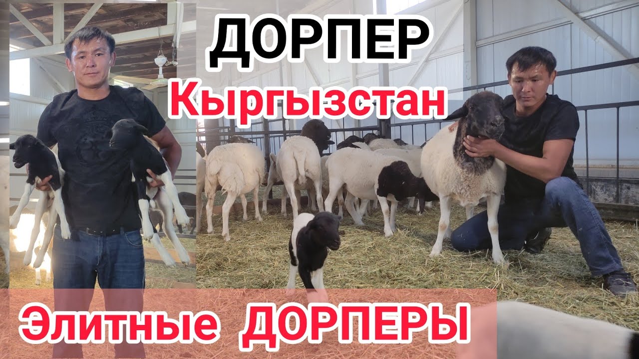 Ош шаарындагы ДОРПЕР койлору || Сарайдын проектисин жактырдым || Фермадан көп жандыкты көрсө болот