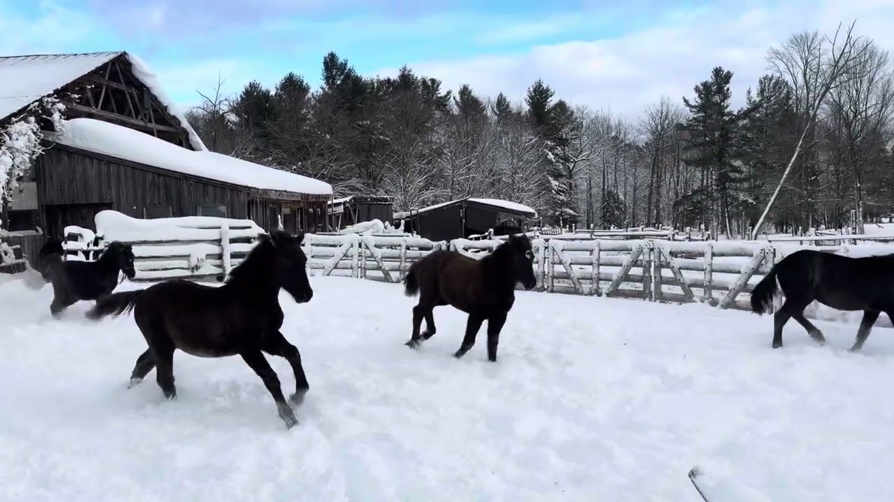 2025 babies playing in their first snow!  