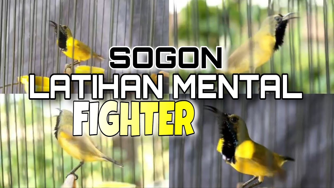Latihan MENTAL SOGON KOLONI FIGHTER pancingan SOGON Bahan Agar Cepat GACOR