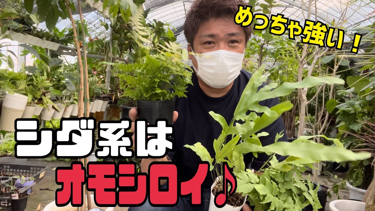 [シダ系の植物]意外と簡単な育て方。いくつあってもお洒落♪